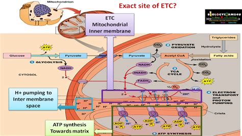 Electron Transport Chain (ETC) in Cellular Respiration: Definition, Location and Steps Simplified