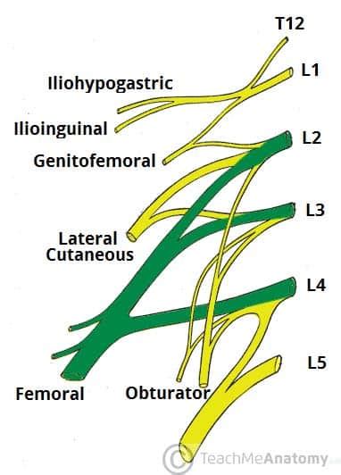 The Femoral Nerve Innervates All of the Following Muscles Except