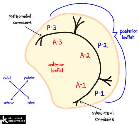 Mitral Valve Anatomy | RK.MD