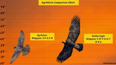 Gyrfalcon Size: How Big Are They Compared To Other Birds?