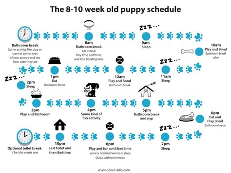 Printable Puppy Schedule 8 Weeks - Printable Word Searches