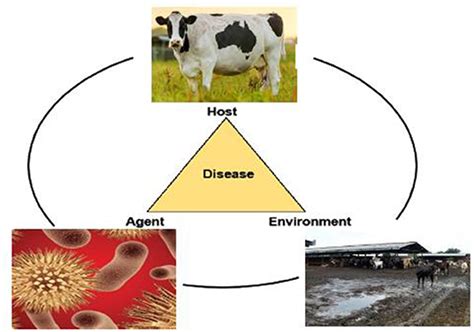 Mastitis In Cows