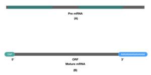 What is Poly-A tail?- Definition, Structure and Function – Genetic Education