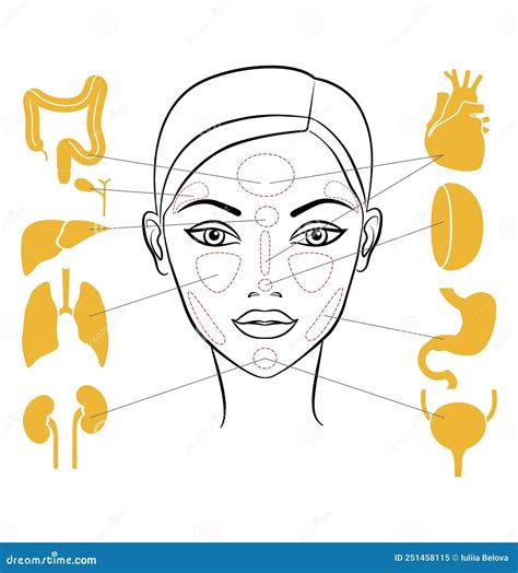 Internal Female Human Anatomy Female Body Internal Organs Chart With