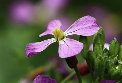 Wild Radish Flower Photograph by Morgan Wright - Pixels