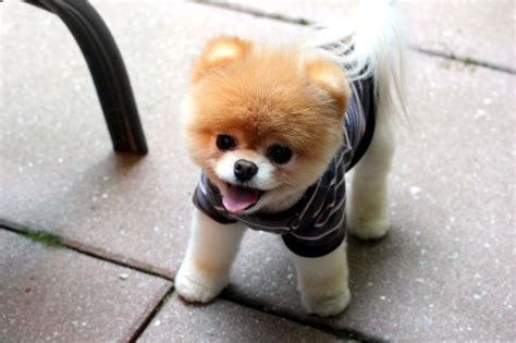 Boo - Probably The Cutest And Most Popular Dog On The Internet (With ...