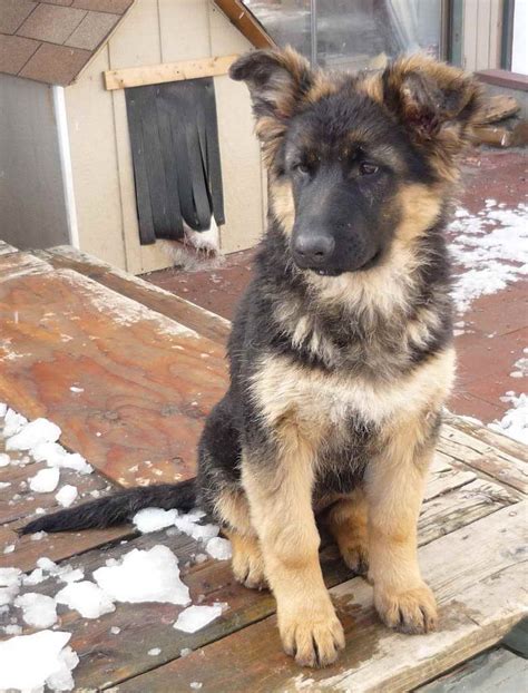 German Shepherd Puppies For Sale Wa | PETSIDI