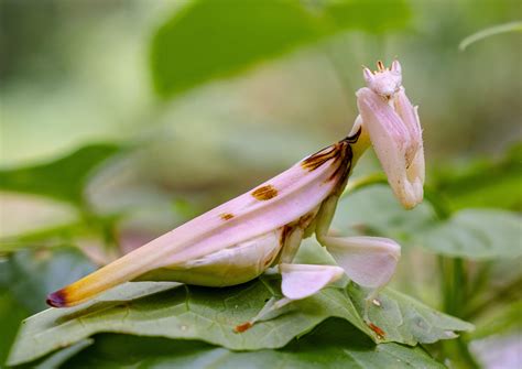 Hymenopus coronatus AKA the Orchid Mantis. Spotted in the wild today ...