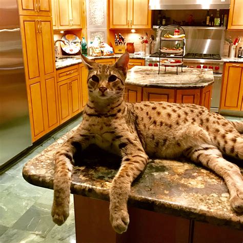 Savannah Weights | Page 41 | Savannah Cat Chat - THE Place for Savannah ...