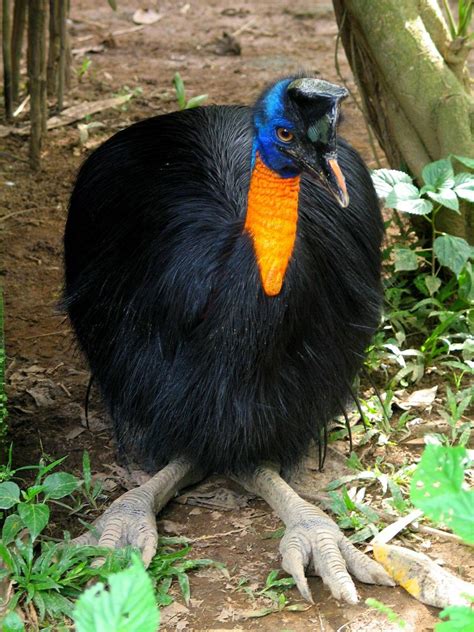 Cassowary Animal Symbolism - Spirit Animal Totems