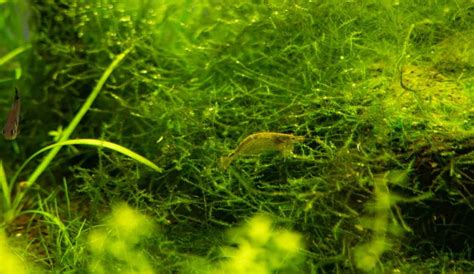 7 Aquarium Algae Types With Pictures | Aqua Movement