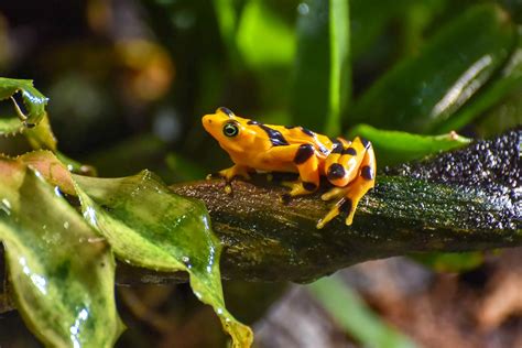 Panamanian Golden Frog | The Maryland Zoo