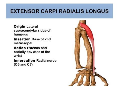 extensor carpi radialis origin and insertion - Google Search | Muscle ...