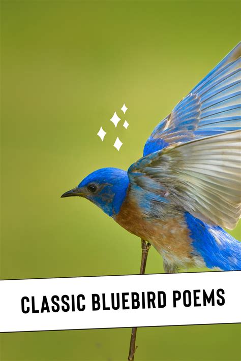 Bluebird-Poems - Aestheticpoems