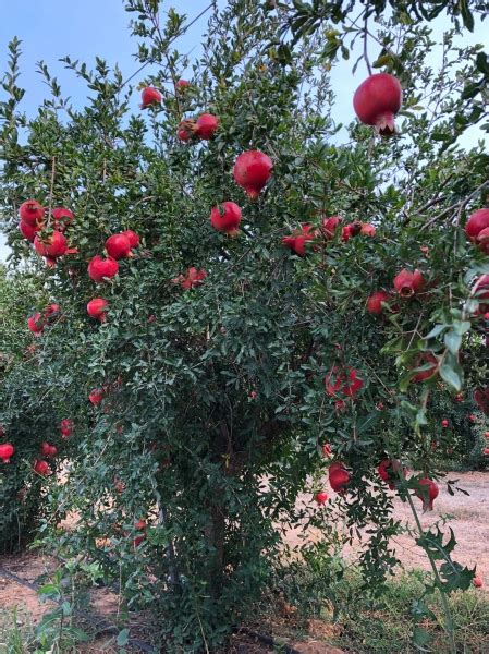 Pomegranate - Parfianka, Punica granatum