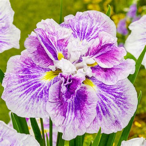 Cheesecake Japanese Iris | Brecks Premium Bulbs