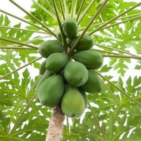 Growing Papayas | ThriftyFun