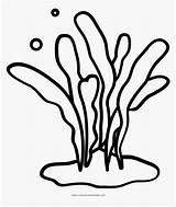 Seaweed Coloring Page  Plant Clipart Black And White HD Png sketch template