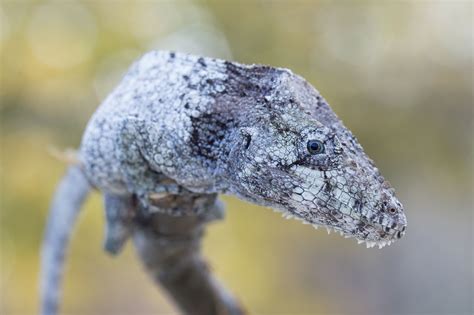 Cuban false chameleon. Scaly Slimy Spectacular: The Amphibian and Reptile Experience opens in ...