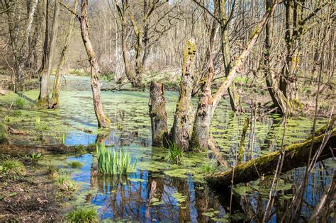 Bagno Bagna Podmokłych - Darmowe zdjęcie na Pixabay - Pixabay