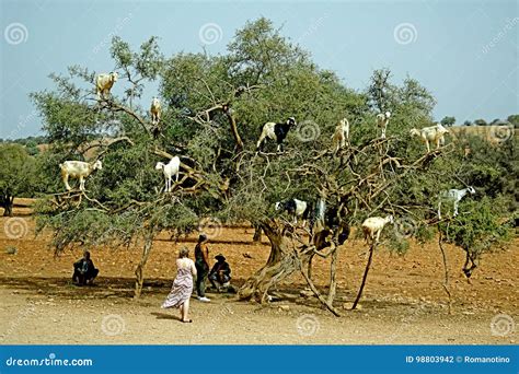 The goat tree in Morocco editorial photography. Image of extraordinary - 98803942