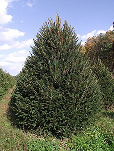 Norway Spruce Christmas Tree - Wyckoff's Christmas Tree Farm