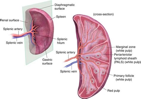 Cross-Sectional Imaging of the Spleen | Radiology Key