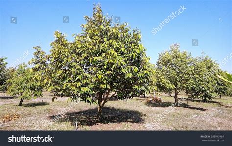 Durian Farm Thailand Stock Photo 583943464 | Shutterstock