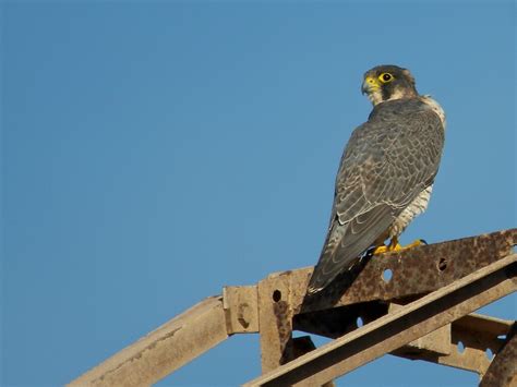 Barbary Falcon (Falco pelegrinoides), "El Rubicón" plains … | Flickr