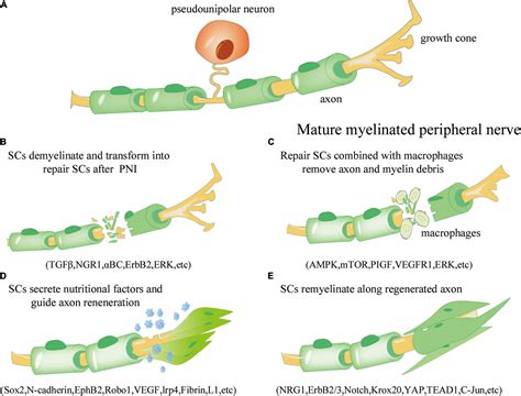 Frontiers | Engineered Schwann Cell-Based Therapies for Injury Peripheral Nerve Reconstruction