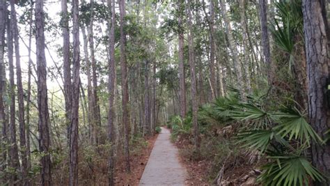 University of North Florida Wildlife Sanctuary and Loftin Nature Trails ...