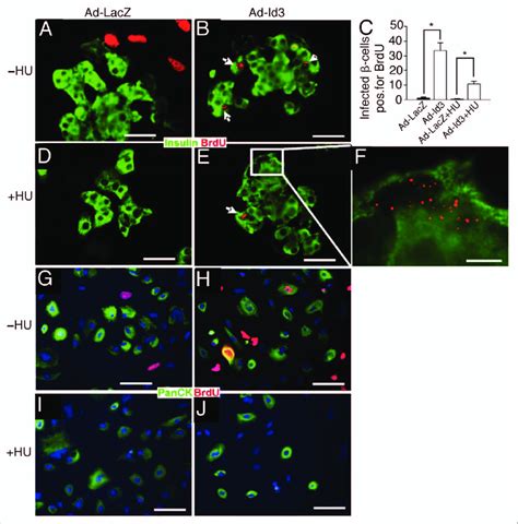 BrdU incorporation proceeds in β-cells, but not exocrine and ...