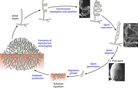 Actinomycetes Structure