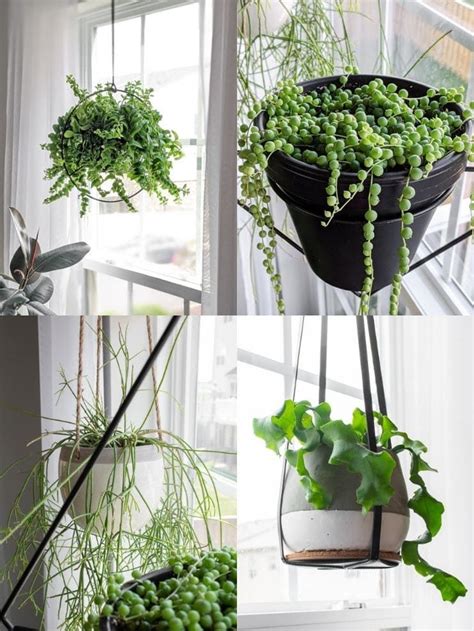 21 of the best stunning indoor hanging houseplants to bring home! | Best indoor hanging plants ...