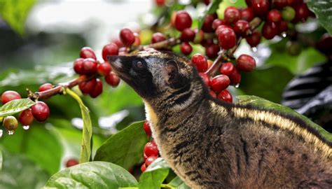 Bali Coffee Plantation | Bali Coffee Luwak | Bali Agrotourism