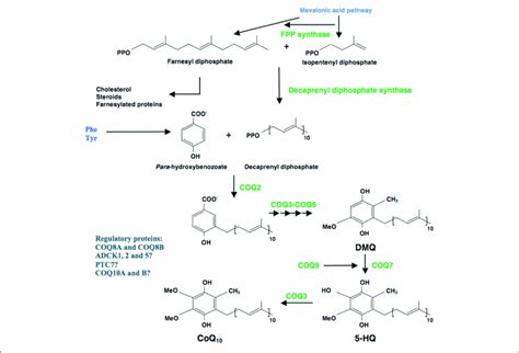 | Schematic representation of CoQ biosynthesis. Coenzyme Q 10 (CoQ 10 ...