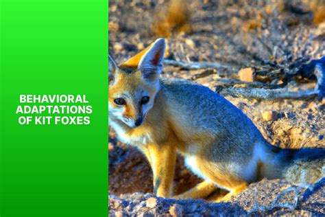 Discover 7 Remarkable Kit Fox Adaptations and Their Survival Strategies - FoxAuthority