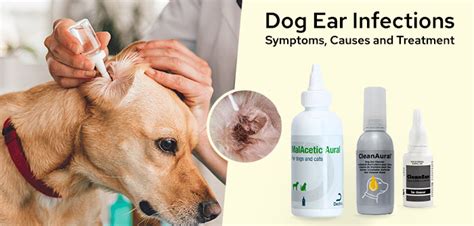 Dog Ear Infection: Symptoms, Causes and Treatment.