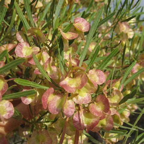 Dodonaea viscosa var viscosa seeds - Buy online