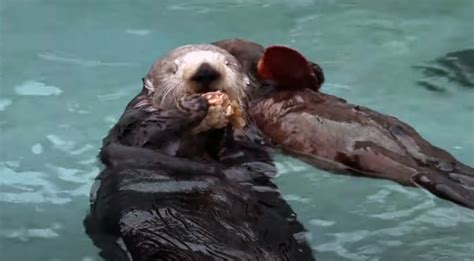 Monterey Bay Aquarium celebrates surrogate mom Rosa the otter’s birthday – Monterey Herald