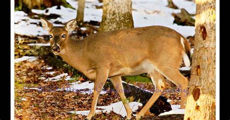 Breezy Cranford Photography: Great Smoky Mountains Wildlife