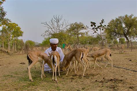 Bishnoi Wildlife Rescue Centre, Rajasthan | Conservation India