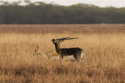 Explore Indialand: Blackbuck (Velavadar) National Park: Unique Wildlife Destination In India