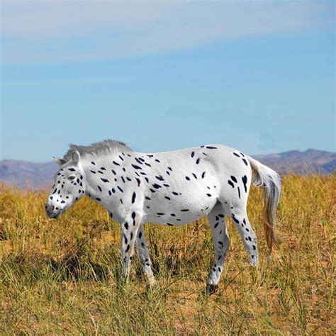 Research Sheds New Light on Origins of Domestic and Przewalski’s Horses | Biology, Genetics ...