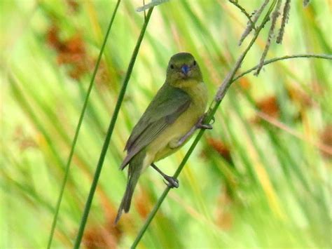 Female Painted Bunting Photograph by Betty Berard - Fine Art America