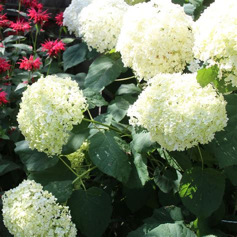 Smooth Hydrangea - Groundwork Illinois