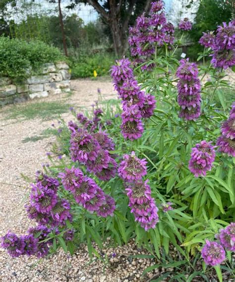 5 Reasons to Grow Lemon Mint (Monarda citriodora) - Native Backyards