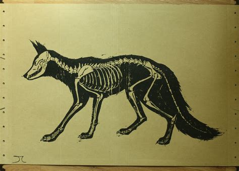 fox skeleton by kaputtgemenscht on DeviantArt