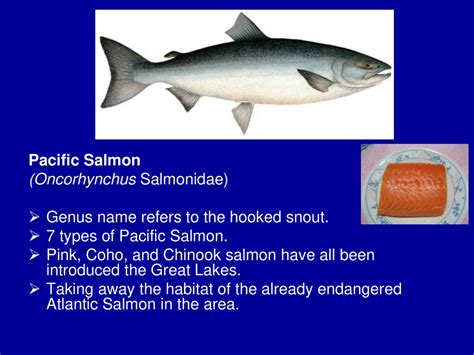 Local Fish of the Bruce Peninsula - ppt download