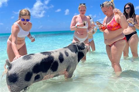 Swimming Pigs Tour on Rose Island 2024 - Nassau